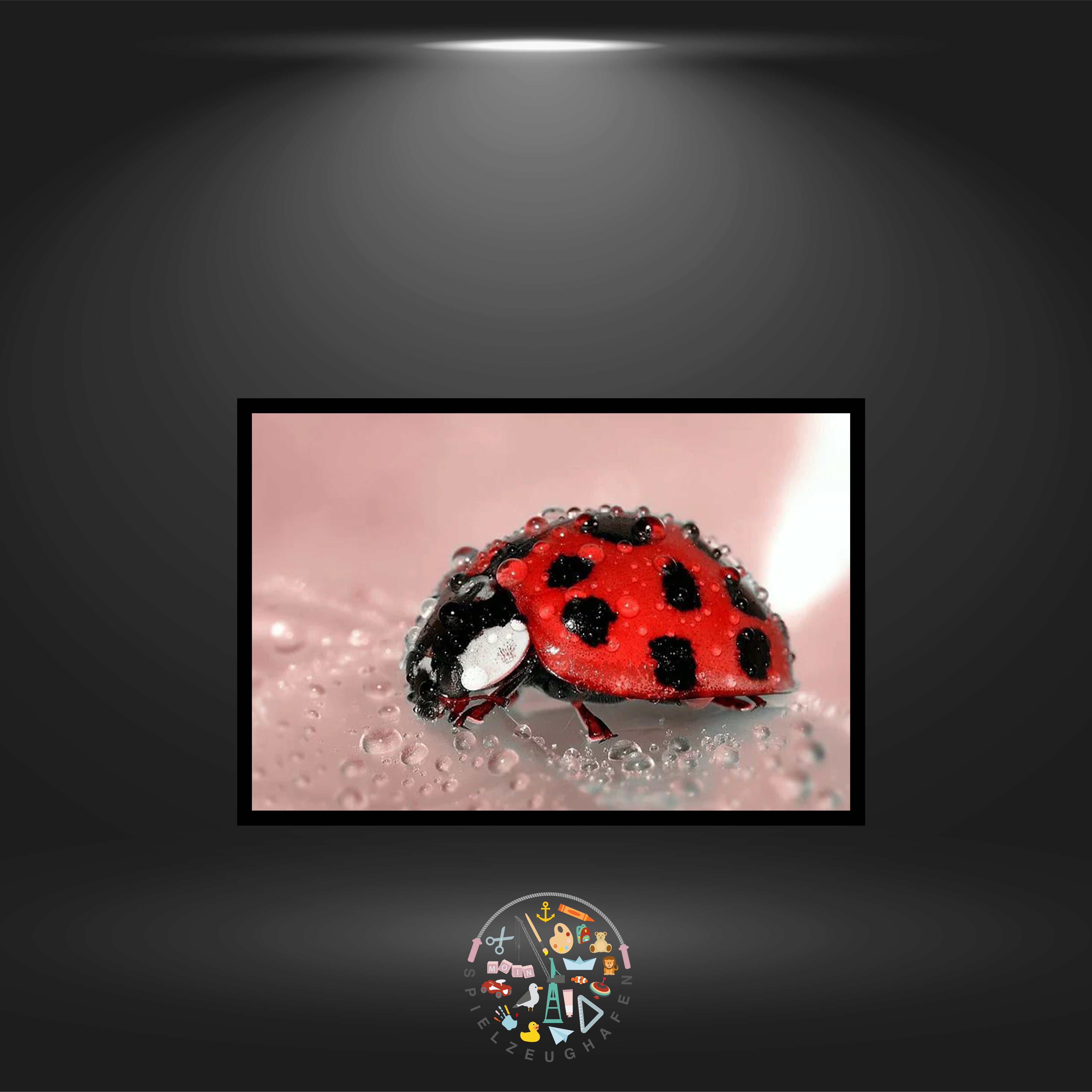 Ladybug - Strass / Rhinestone