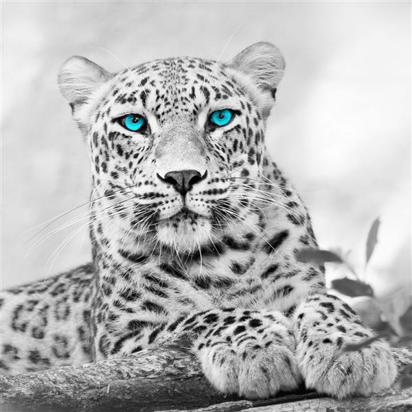 Leopard mit blauen Augen - Bügelperlen