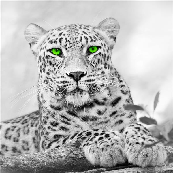 Leopard mit grünen Augen - Bügelperlen von Spielzeughafen