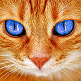 Katze braun mit blauen Augen  - Bügelperlen